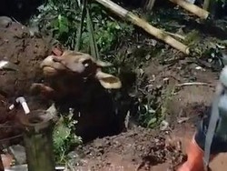 Sapi Kurban di Bogor Ngamuk dan Tercebur ke Sumur 5 Meter