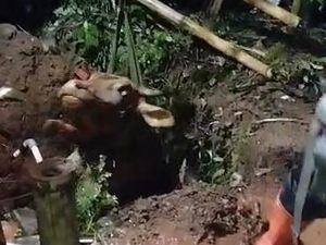 Sapi Kurban di Bogor Ngamuk dan Tercebur ke Sumur 5 Meter Sapi Kurban di Bogor Ngamuk dan Tercebur ke Sumur 5 Meter