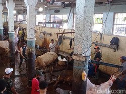 Hiruk Pikuk di RPH Bandung Saat Iduladha 1444 H