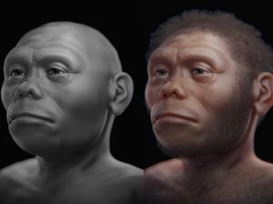 Homo Floresiensis Diduga Besar Berevolusi dari Homo Erectus Asia Awal Homo Floresiensis Diduga Besar Berevolusi dari Homo Erectus Asia Awal