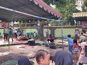 4 Masjid di Denpasar Potong Ratusan Hewan Kurban, Terberat 700 Kilogram 4 Masjid di Denpasar Potong Ratusan Hewan Kurban, Terberat 700 Kilogram
