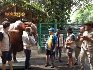Super Jumbo! 5 Sapi Kurban Selebriti Ini Beratnya Lebih dari 1 Ton Super Jumbo! 5 Sapi Kurban Selebriti Ini Beratnya Lebih dari 1 Ton