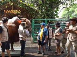 Super Jumbo! 5 Sapi Kurban Selebriti Ini Beratnya Lebih dari 1 Ton
