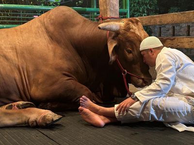 5 Potret Hangat dan Sentimental Irfan Hakim dan Sapi Kurban 1 Ton