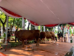 Masjid Istiqlal Terima 43 Sapi & 8 Kambing, Termasuk dari Jokowi