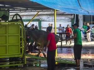 Masjid di Banjarmasin Gunakan Alat Mekanis untuk Sembelih Hewan
