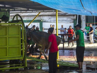 Masjid di Banjarmasin Gunakan Alat Mekanis untuk Sembelih Hewan