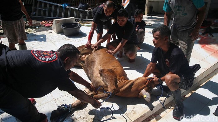Melihat Pemotongan Hewan Kurban di Masjid Sunda Kelapa Sejumlah petugas tengah melakukan penyembelihan binatang qurban di Masjid Sunda Kelapa, Jakarta, Kamis (29/6/2023). Pada Idul Adha 1444 H kali ini, Masjid Sunda Kelapa menyembelih kambing, domba dan sapi.