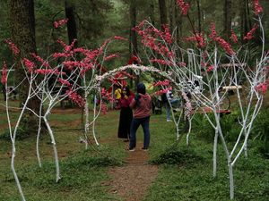 Beautiful Malino Digelar Pekan Depan, Pemkab Gowa Target 70 Ribu Pengunjung