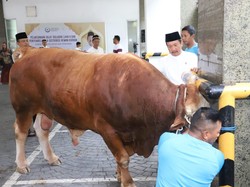 Momen Menteri KP Salat Idul Adha dan Kurban Sapi 1,2 Ton