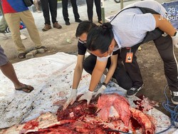 Petugas Cek Postmortem Hewan Kurban di 145 Lokasi di Denpasar