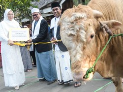 ASN Pemkab Purwakarta Kurban Ratusan Ekor Sapi dan Kambing