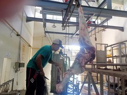 Tukang Jagal RPH Mambal Potong 100 Ekor Sapi Saat Idul Adha