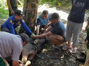 Sapi di Bandung Mengamuk Saat Akan Disembelih Sapi di Bandung Mengamuk Saat Akan Disembelih