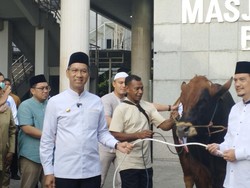 Heru Budi Kurban Sapi Limosin Seberat 1 Ton di Balai Kota