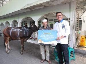 PNM Salurkan Sejumlah Sapi Kurban ke Wilayah Padat Nasabah di Indonesia