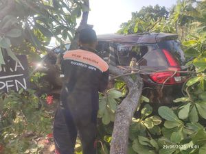 Diduga Sengaja Dibakar, Pohon Besar Tumbang Timpa Mobil-Motor