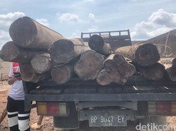 Polisi Amankan 84 Ton Kayu Mahang Ilegal Asal Riau, 5 Pelaku Ditangkap