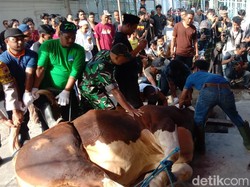 Sapi Kurban Jokowi dan Keluarga Soeharto Disembelih di Masjid Agung Solo
