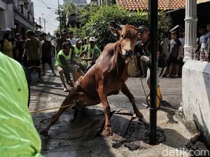 Prosesi Pemotongan Hewan Kurban di Jakarta Timur Prosesi Pemotongan Hewan Kurban di Jakarta Timur
