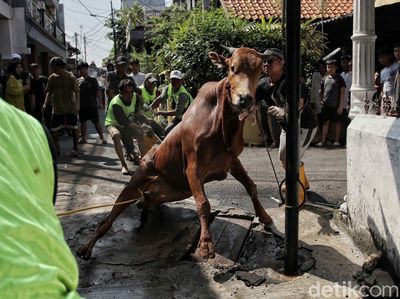 Prosesi Pemotongan Hewan Kurban di Jakarta Timur