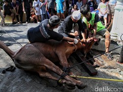 Kapan Waktu Penyembelihan Hewan Kurban?