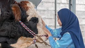 Momen Yu Brik Mai Hat Brik My Haff Ria Ricis dan Sapi Kurban