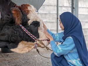 Momen Yu Brik Mai Hat Brik My Haff Ria Ricis dan Sapi Kurban Momen Yu Brik Mai Hat Brik My Haff Ria Ricis dan Sapi Kurban