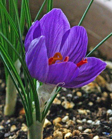 saffron crocus Foto: Zeynel Cebeci/wikimedia commons