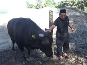 Sapi Jenis Wagyu di Subang Dijadikan Hewan Kurban Sapi Jenis Wagyu di Subang Dijadikan Hewan Kurban