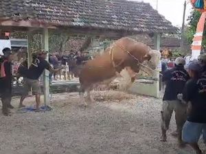 Sapi Kurban Jokowi di Blora Sempat Ngamuk, Warga Lari Ketakutan