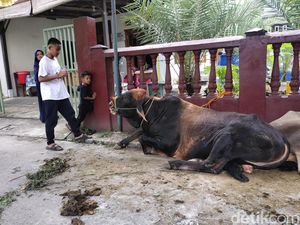 Menengok Sapi Mendagri Tito Karnavian di Palembang Sebelum Disembelih Terakhir