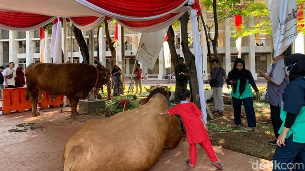 Sapi kurban Jokowi dan Ma'ruf Amin jadi tontonan warga di Masjid Istiqlal. (Mulia/detikcom)