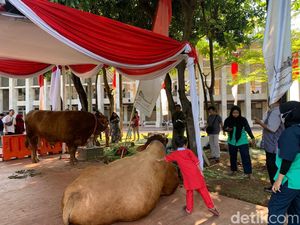 Penampakan Sapi Kurban Jokowi dan Maruf Amin di Istiqlal Penampakan Sapi Kurban Jokowi dan Maruf Amin di Istiqlal