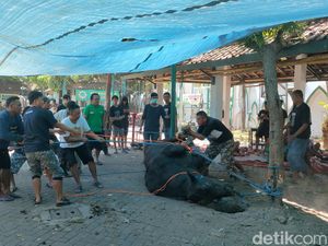 Sapi Kurban Jokowi di Al Wustho Solo Ini Susah Banget Ditaklukkan