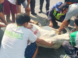 Heboh Sapi Kurban Lepas dan Masuk Tol