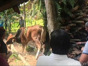 Sapi Kurban di Bandar Lampung Terlepas, 3 Warga Terluka Sapi Kurban di Bandar Lampung Terlepas, 3 Warga Terluka