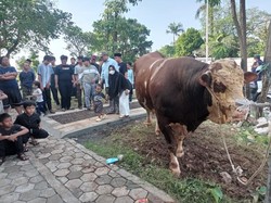 Anies Sumbang Sapi Kurban di Musala Dekat Kediamannya di Lebak Bulus