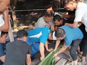 Momen Idul Adha, Pemprov Salurkan 82 Sapi Kurban di Kabupaten-Kota Jambi