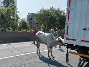Sapi Kurban Lepas dan Masuk Jalan Tol di Tambora Jakbar