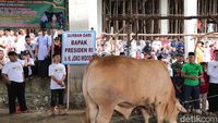 Tumpah Ruah Warga Bangka Tonton Penyembelihan Sapi Kurban Jokowi