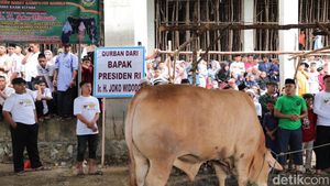 Tumpah Ruah Warga Bangka Tonton Penyembelihan Sapi Kurban Jokowi