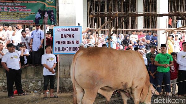 Tumpah Ruah Warga Bangka Tonton Penyembelihan Sapi Kurban Jokowi