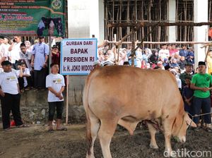 Tumpah Ruah Warga Bangka Tonton Penyembelihan Sapi Kurban Jokowi Tumpah Ruah Warga Bangka Tonton Penyembelihan Sapi Kurban Jokowi