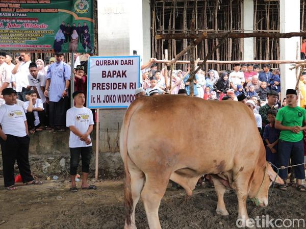 Tumpah Ruah Warga Bangka Tonton Penyembelihan Sapi Kurban Jokowi