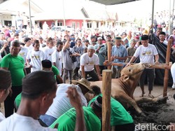 Antusias Warga Bangka Saksikan Pemotongan Sapi Kurban Jokowi
