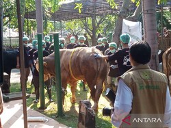 Sapi Kurban Heru Budi Disembelih Pertama di Jakarta Islamic Center