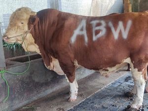 Kiriman Hewan Kurban Wonogiri Meningkat, Diminati Artis hingga Bacapres