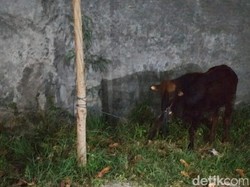 Duh! Sapi Kurban Lepas dan Keluyuran Sampai di Swalayan Klaten
