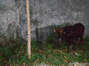 Duh! Sapi Kurban Lepas dan Keluyuran Sampai di Swalayan Klaten Duh! Sapi Kurban Lepas dan Keluyuran Sampai di Swalayan Klaten